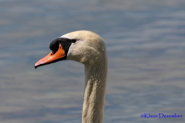 Schwitzender Schwan